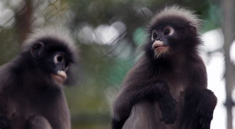 Thailand Wildlife Rescue Centre - The Mighty Roar