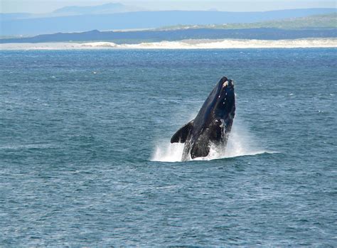 Hermanus, Whale Watching Foto & Bild | africa, southern africa, south africa Bilder auf ...