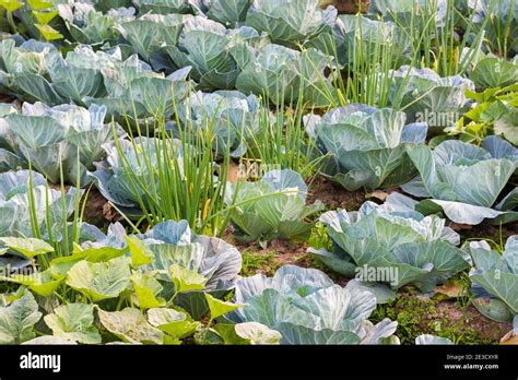 image of a beautiful cabbage garden Stock Photo - Alamy