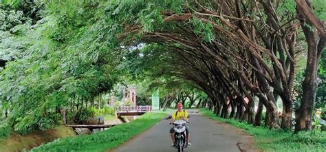 Dahan Pohon Trembesi Pinggir Jalan Kompleks Perkantoran Abdya Bahayakan Pengendara