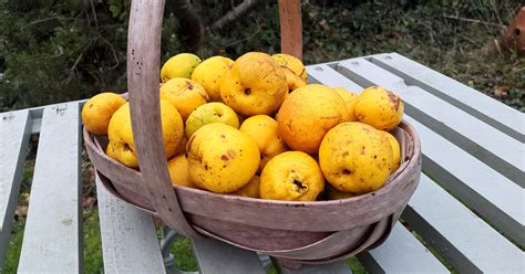 Bartenders' guide to foraging: Flowering quince