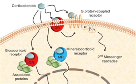 The Story of Dexamethasone - ChemPartner