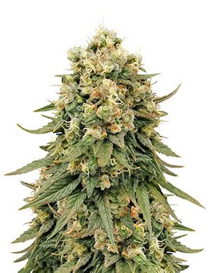 Jack Herer Strain - Herbies Seeds