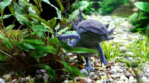 What is the axolotl: the most recognizable salamander in the world