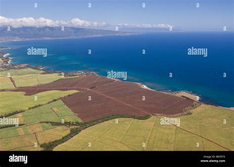 Pineapple Farm at Maui Maui Hawaii USA Stock Photo - Alamy