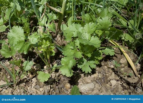 Organic Coriander Growing Under Sunshine Stock Photo - Image of growth ...