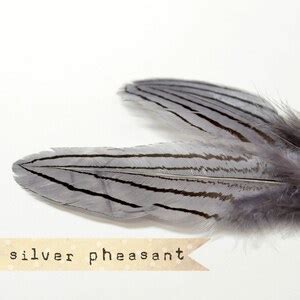 12 Pcs Silver Pheasant Feathers Grey Select Grade - Etsy