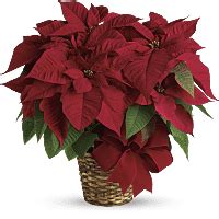 Poinsettia Flower Meaning & Symbolism | Teleflora