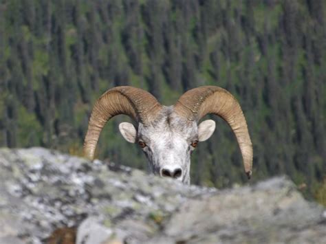 stone sheep hunting bc (13) | Big Nine Outfitters