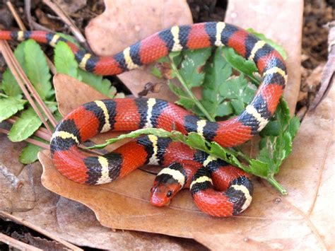 Scarlet Kingsnake Facts and Pictures