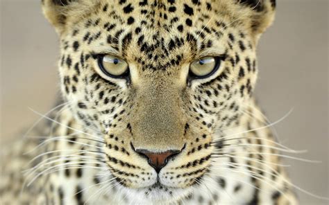 Blue Cheetah Wallpaper - Cheetah Eyes Wallpapers | exactwall