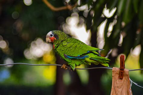 Cuban Amazon Parrot Cuban Parrot Rosethroated Parrot Stock Photo - Download Image Now - iStock