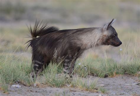 Brown Hyena (Parahyaena brunnea) photographed by Ian White at Khisa, Kgalagadi, Botswana on 16th ...