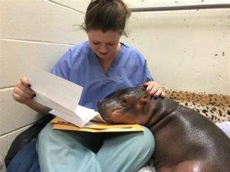 Nursing baby Fiona - Baby Fiona the Hippo: Cincinnati Zoo pictures ...