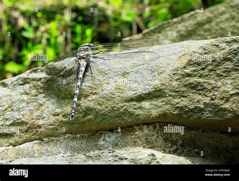 Petaltail dragonfly hi-res stock photography and images - Alamy