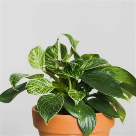 Birkin Plant Care Guide | Houseplant Resource Center