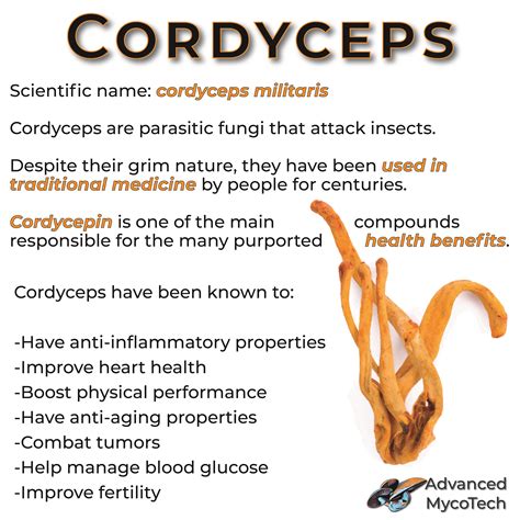 Cordyceps | Cordyceps, Cordyceps benefits, Lack of energy