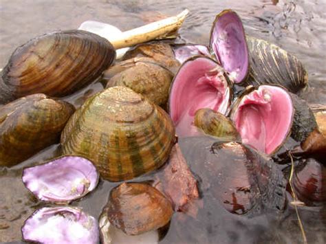 FreshWater Clams: Characterisctics, reproduction, behavior and more