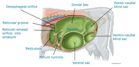 Rumen Anatomy Flashcards | Quizlet