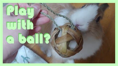 How rabbits play with balls - YouTube