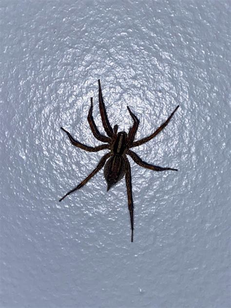 Wolf Spider? (Central New York) : r/spiders