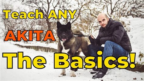 Dog Training 101: How to Train ANY AKITA the Basics - YouTube