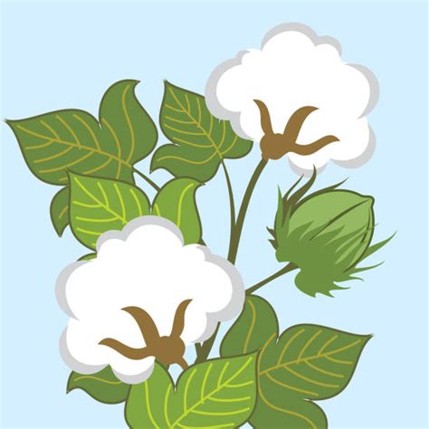 Cotton Plant Clip Art, Vector Images & Illustrations - iStock