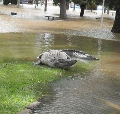 Crocodiles out on streets of Australia after floods - OrissaPOST