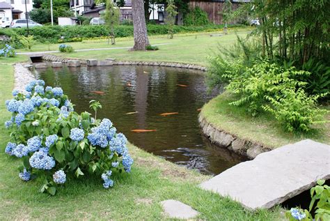 Garden Pond Fish is Very Effectively Looked in the Water | Backyard ...