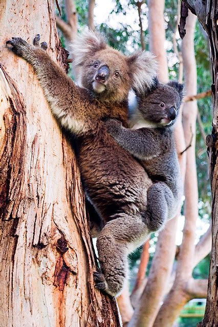 Koalas - Kangaroo Island - South Australia | Flickr - Photo Sharing!