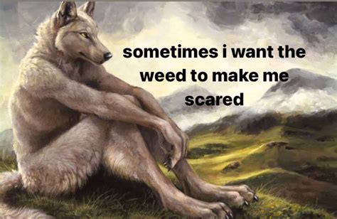 Sitting Wolf Wants Weed Scare | Sitting Wolf | Know Your Meme