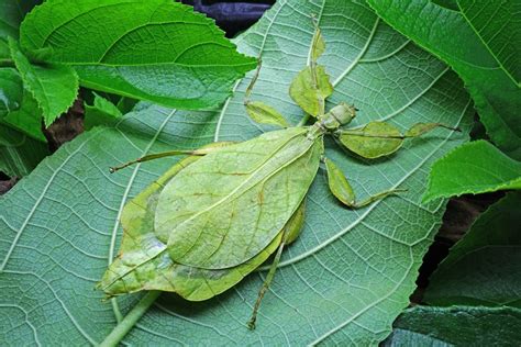 Insects that look like sticks, behave like fruit, and move like seeds