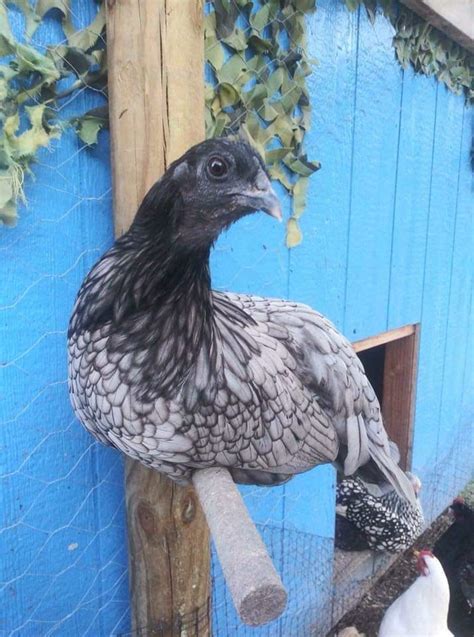 Blue Sumatra Chicken : Baby Chicks for Sale | Cackle Hatchery®