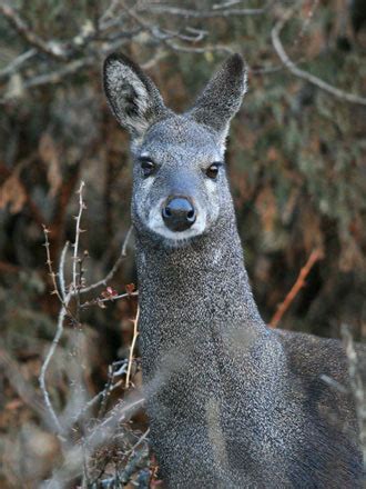 Musk Deer | ContemporaryNomad.com