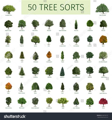 Kinds Of Trees And Their Names