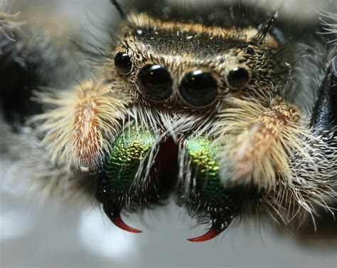 Jumping Spider Fangs | Same Jumper. I think I got too close,… | Flickr