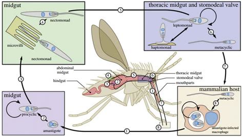 Sand Fly Life Cycle