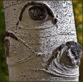 Aspen Bark (Eyeball tree) | This is an Aspen tree in a fores… | Flickr