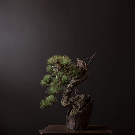 ponderosa pine no. 1 | Bonsai Mirai