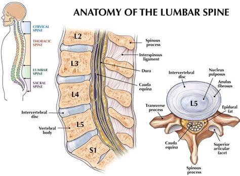 Get Relief From Lower Back Pain From Lumbrosacral Radiculopathy