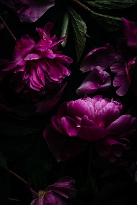 How to Shoot Moody Photography of Flowers (Dark Image Tips)