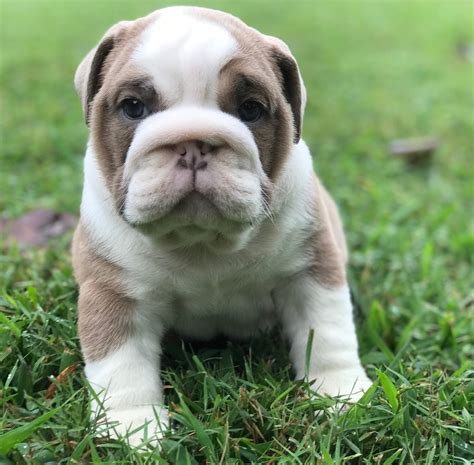 English Bulldog Puppies For Sale | Pikeville, KY #308422