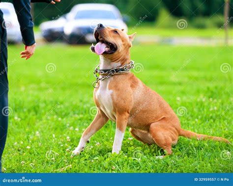 American StaffordshireTerrier in Training Process Stock Image - Image of parfors, outdoor: 32959557