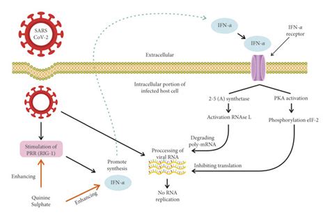 Quinidine Mechanism Of Action