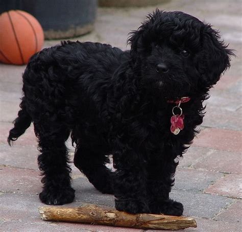 Cavapoo: History, Temperament, Care, Training, Diet & Pictures