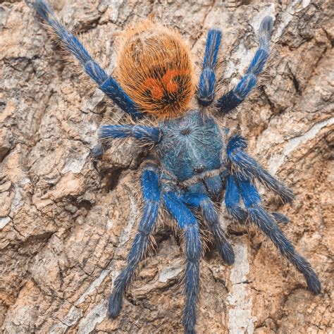 Chromatopelma Cyaneopubescens (Greenbottle Blue Tarantula) for sale ...