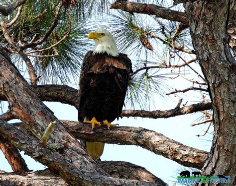 Bald Eagle – Imagine Our Florida, Inc