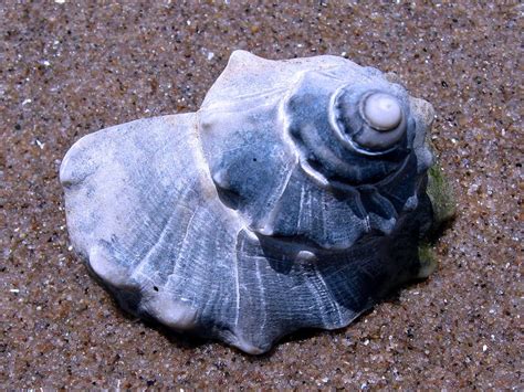 Beautiful Shell, Animals, Molluscs picture 🔥 Download Free pics