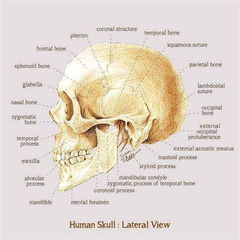 Human Skull Anatomy: Lateral View | Anatomia y fisiologia, Anatomía ...