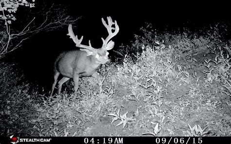 WOW!! HUGE Non-Typical Buck on our Trail Camera - YouTube